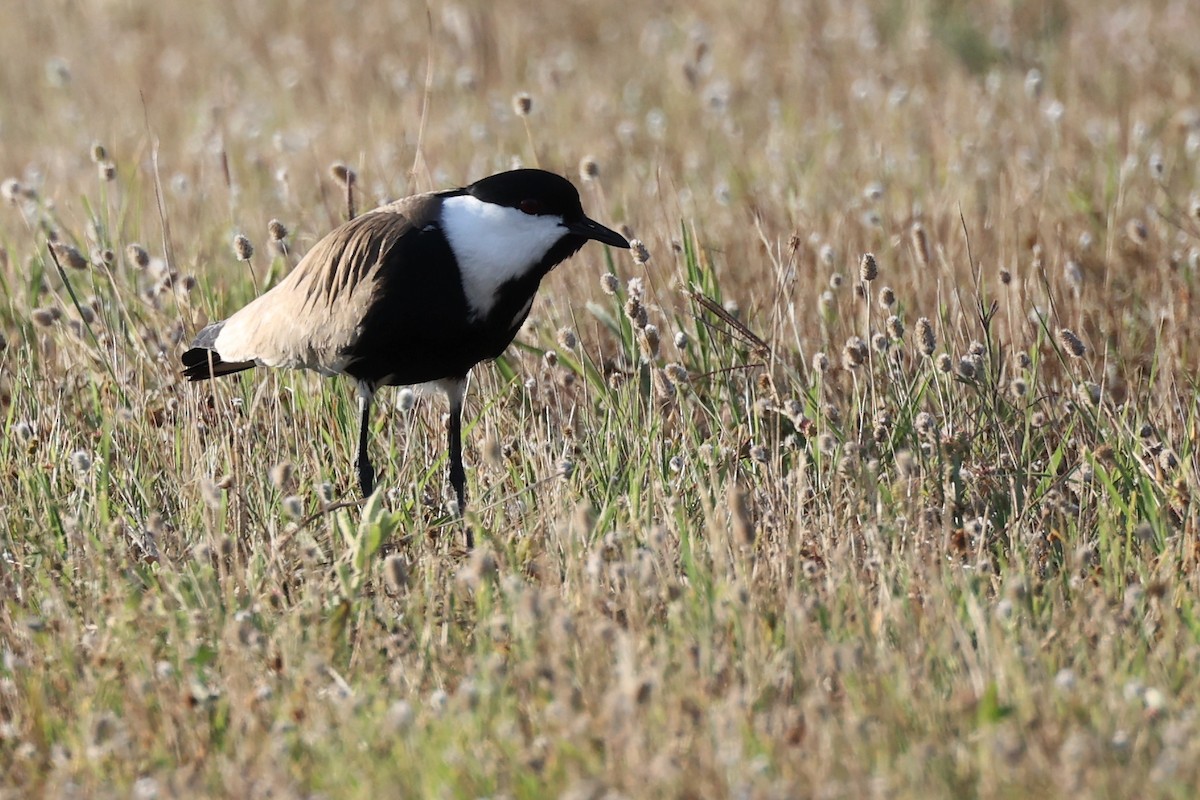 Spur-winged Lapwing - ML620443683