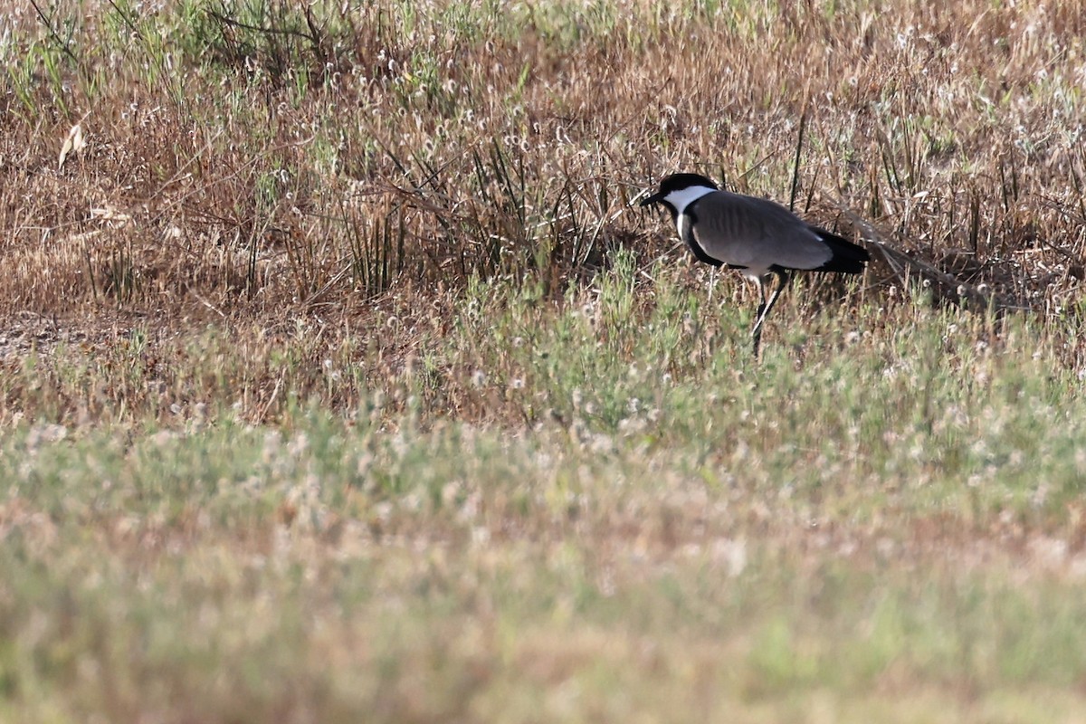 Spur-winged Lapwing - ML620443684