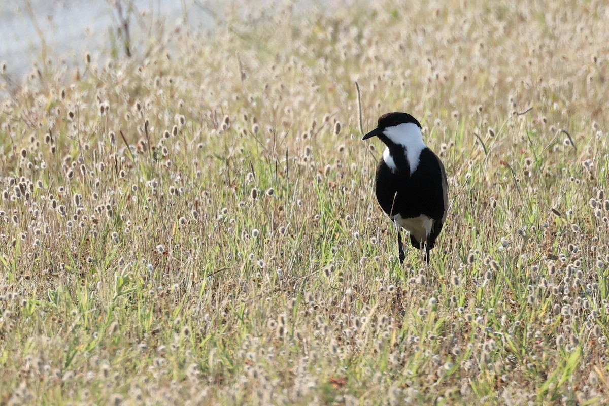 Spur-winged Lapwing - ML620443686