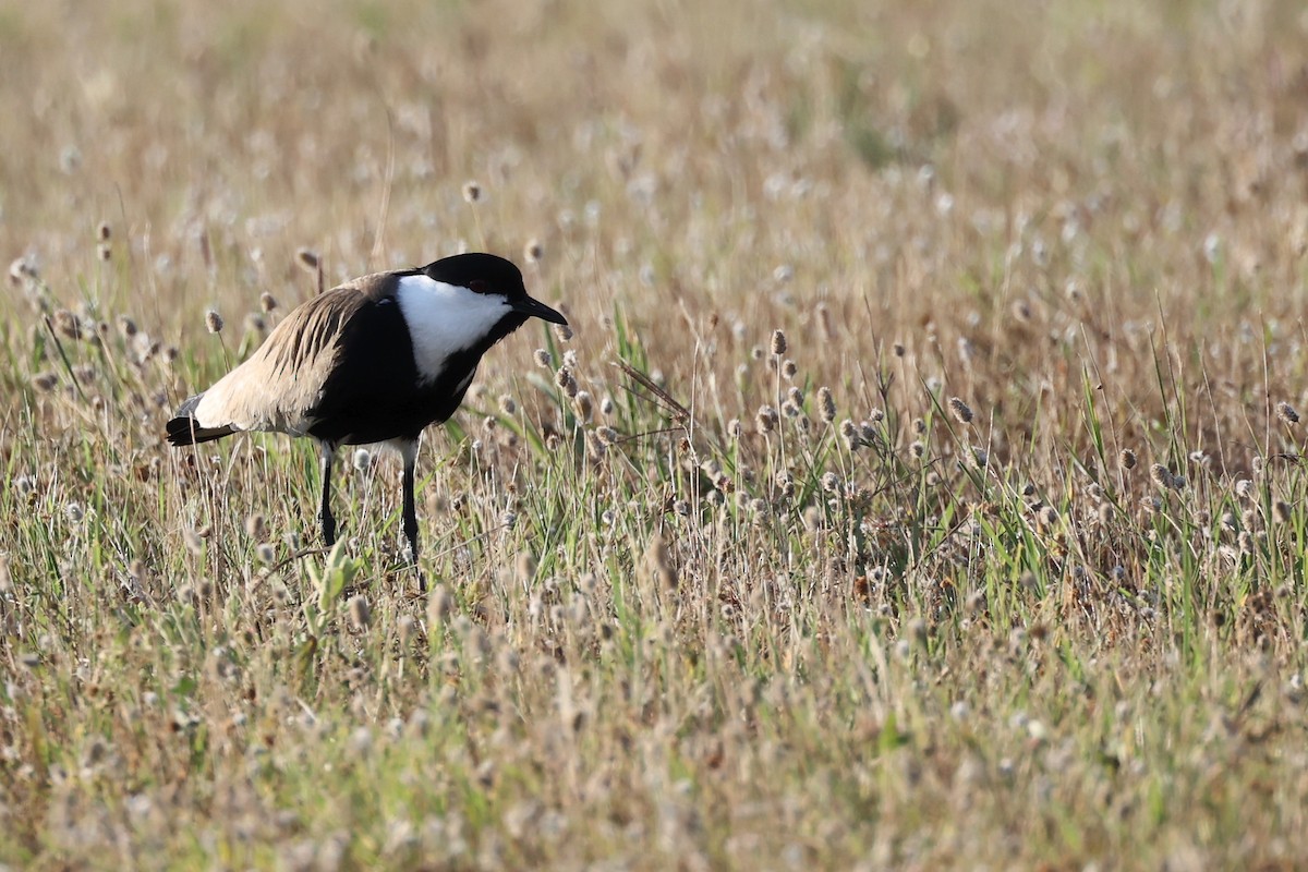Spur-winged Lapwing - ML620443687