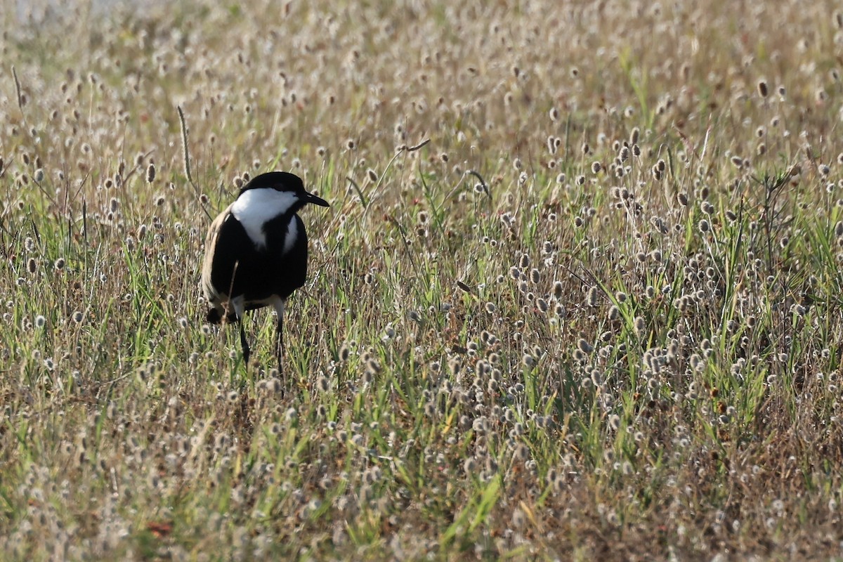 Spur-winged Lapwing - ML620443688