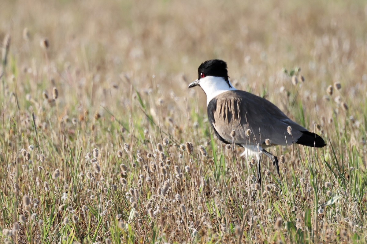 Spur-winged Lapwing - ML620443689
