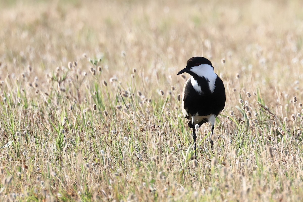 Spur-winged Lapwing - Christophe PASQUIER