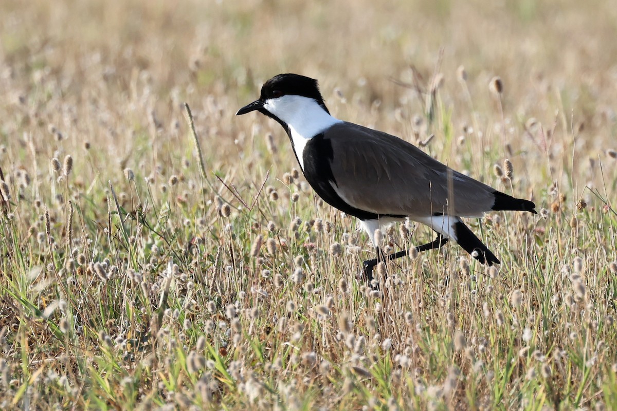 Spur-winged Lapwing - ML620443691