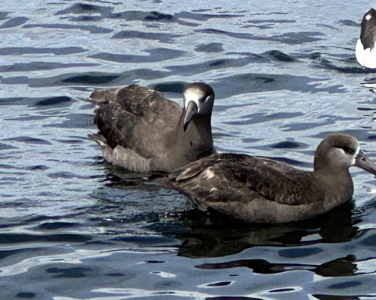 Albatros à pieds noirs - ML620443692