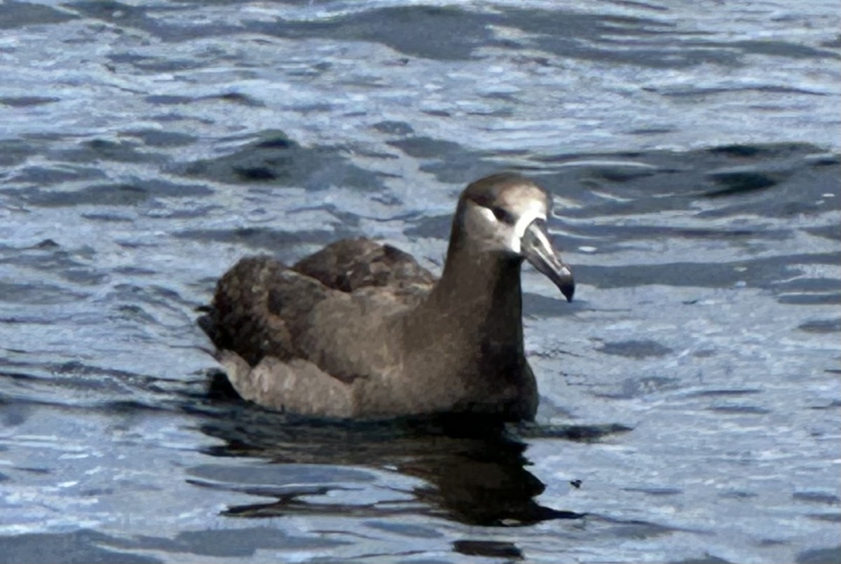 Albatros à pieds noirs - ML620443694