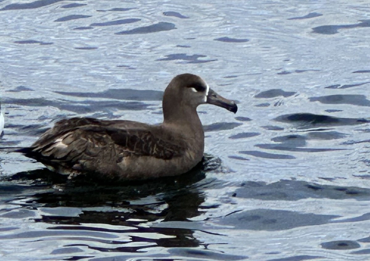 Albatros à pieds noirs - ML620443695