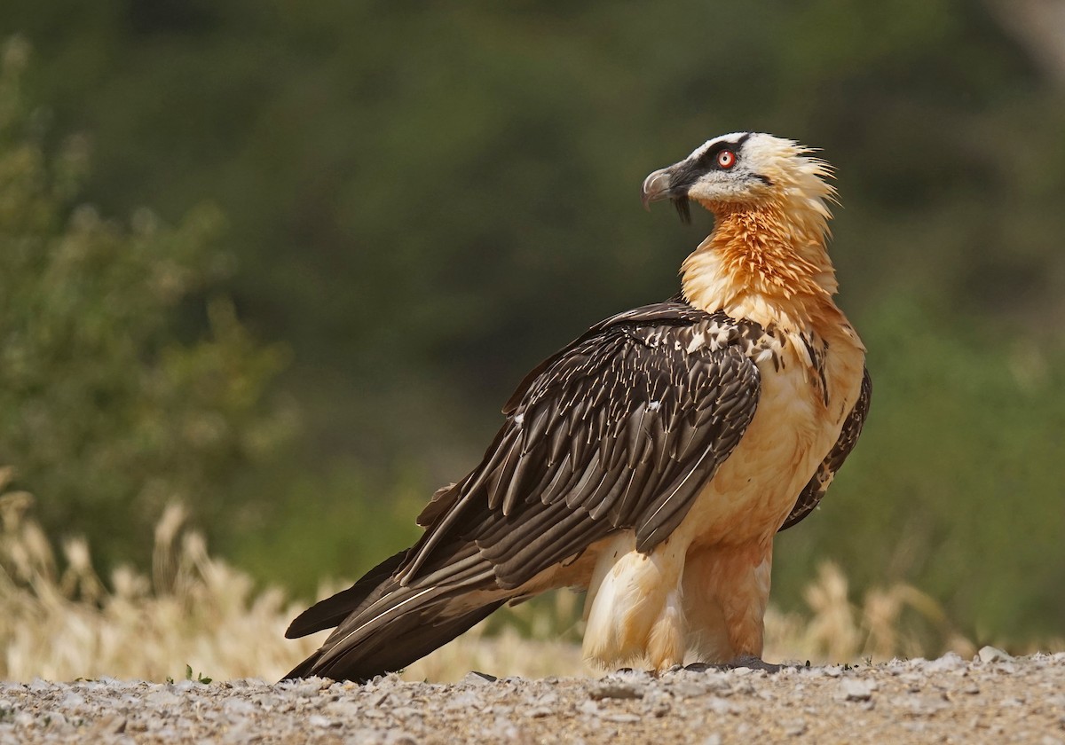 Bearded Vulture - ML620443698