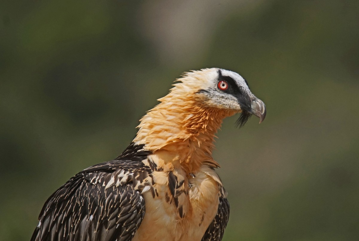 Bearded Vulture - ML620443699