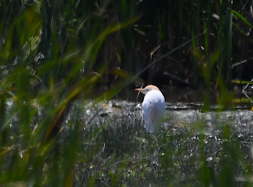 Western Cattle Egret - ML620443702