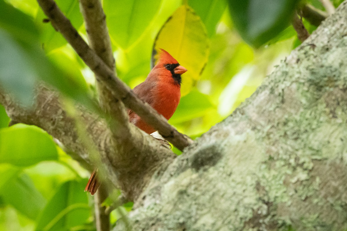 Northern Cardinal - ML620443711