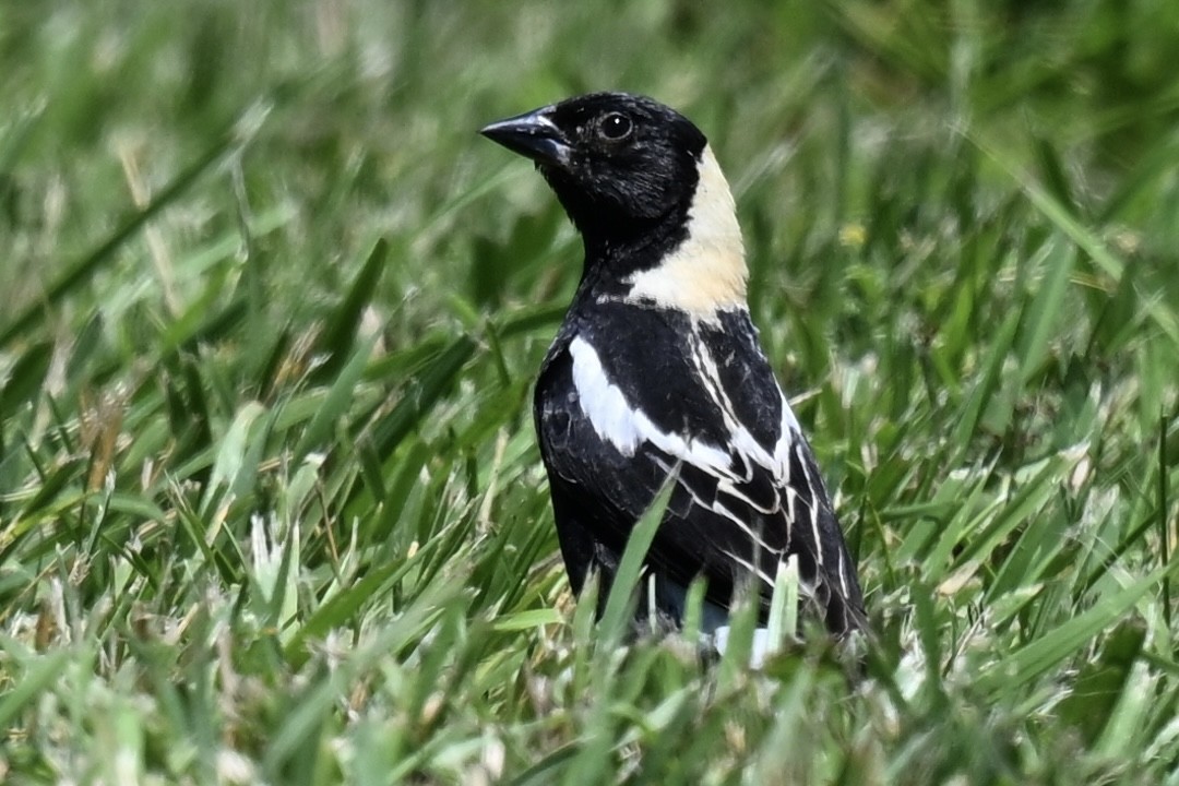 bobolink americký - ML620443712