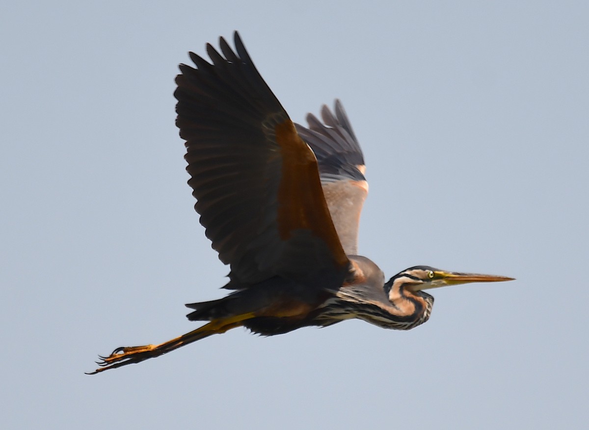 Purple Heron - ML620443714