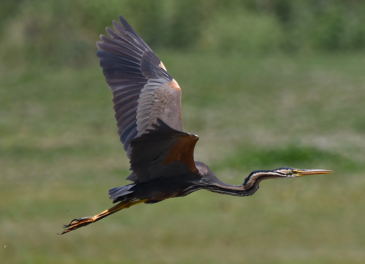 Purple Heron - ML620443716