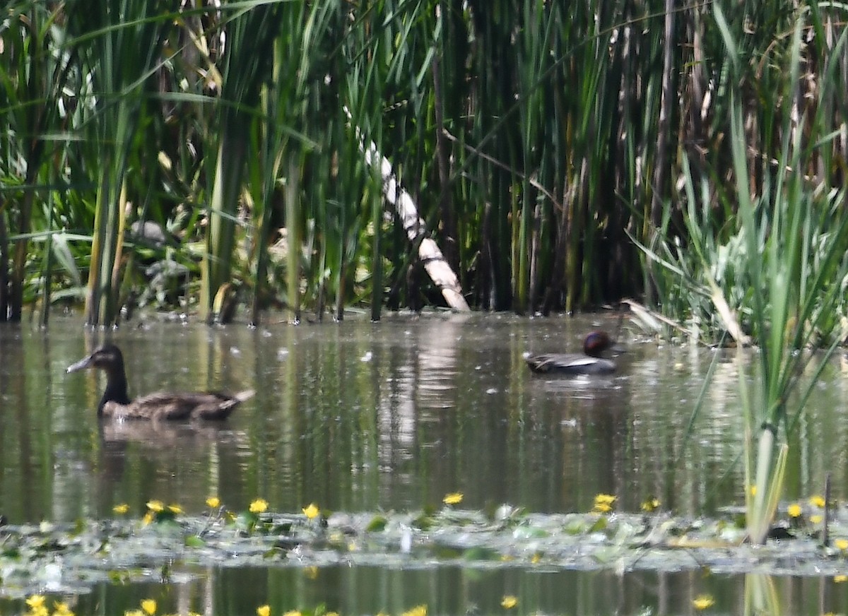 Green-winged Teal - ML620443720