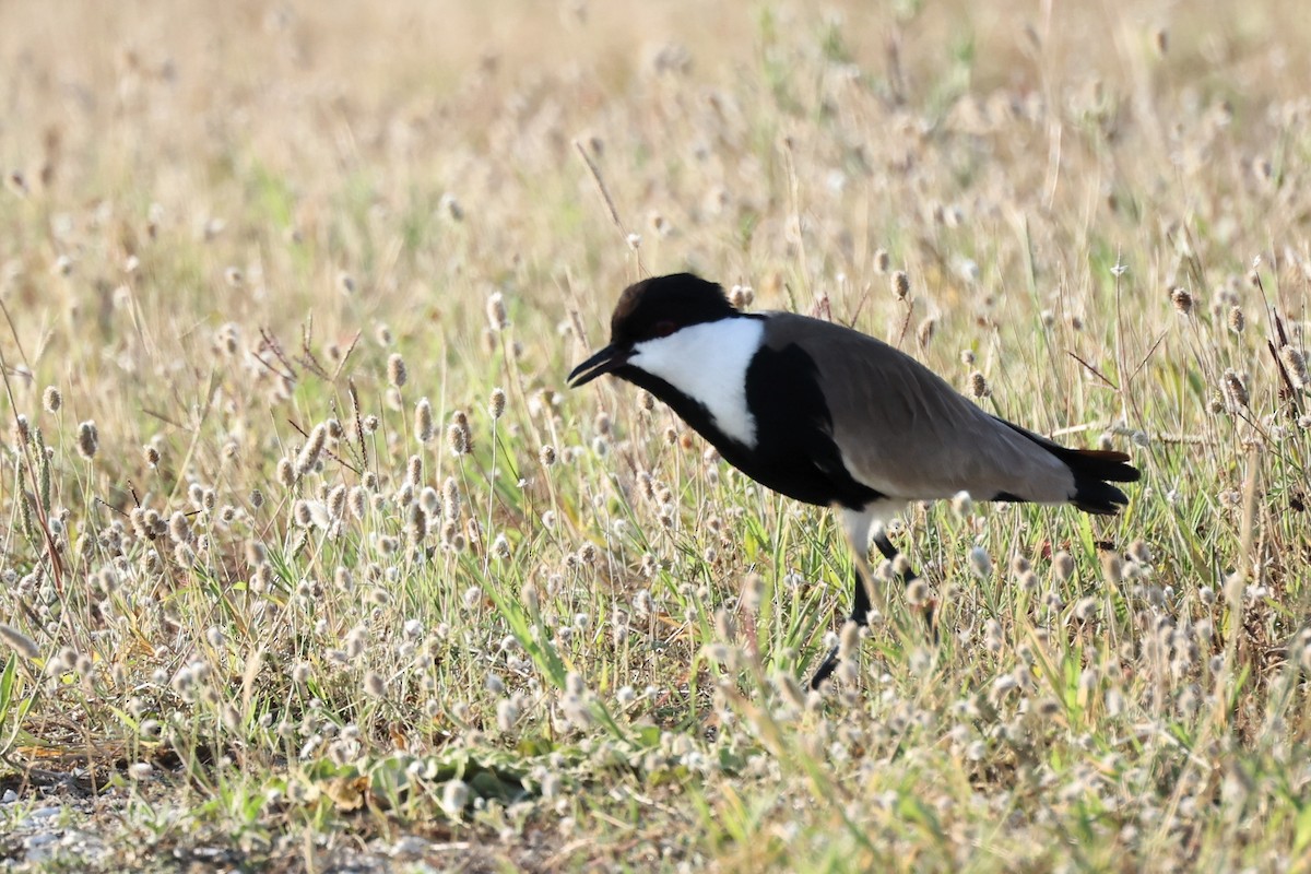 Spur-winged Lapwing - ML620443722