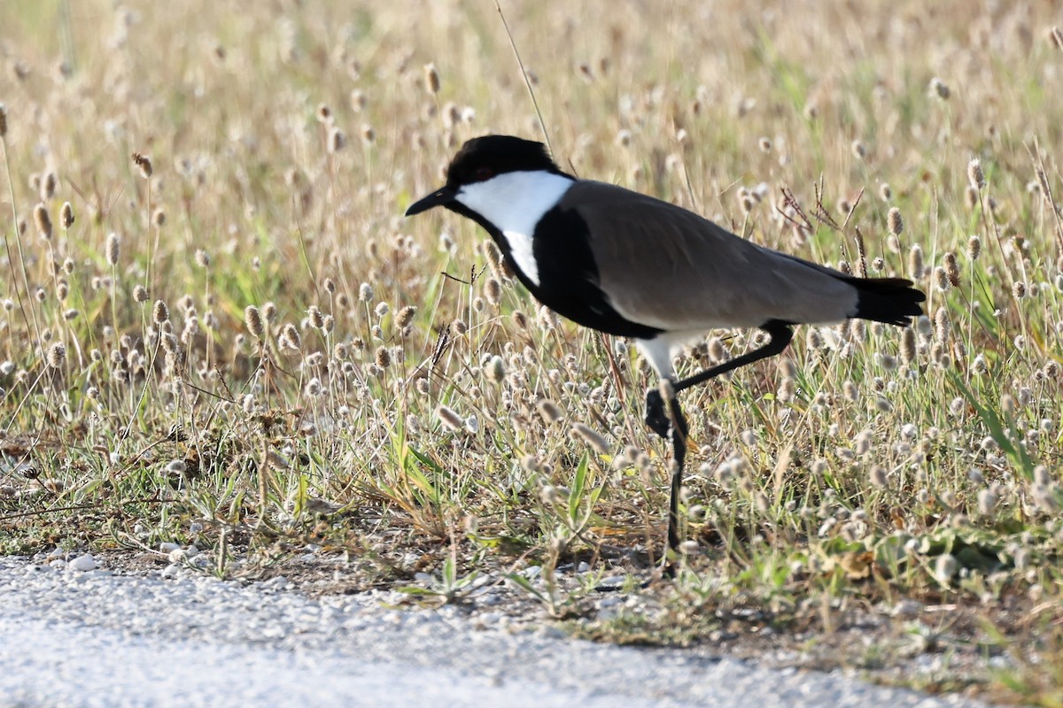 Spur-winged Lapwing - ML620443723