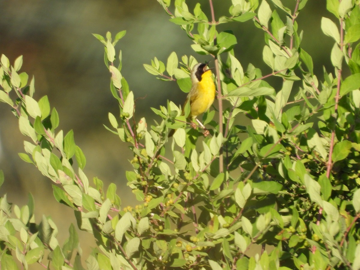 Common Yellowthroat - ML620443732