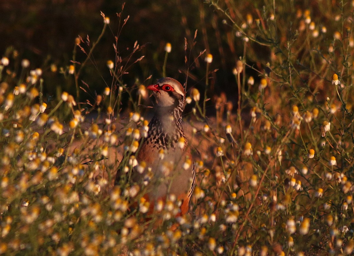 Red-legged Partridge - ML620443734