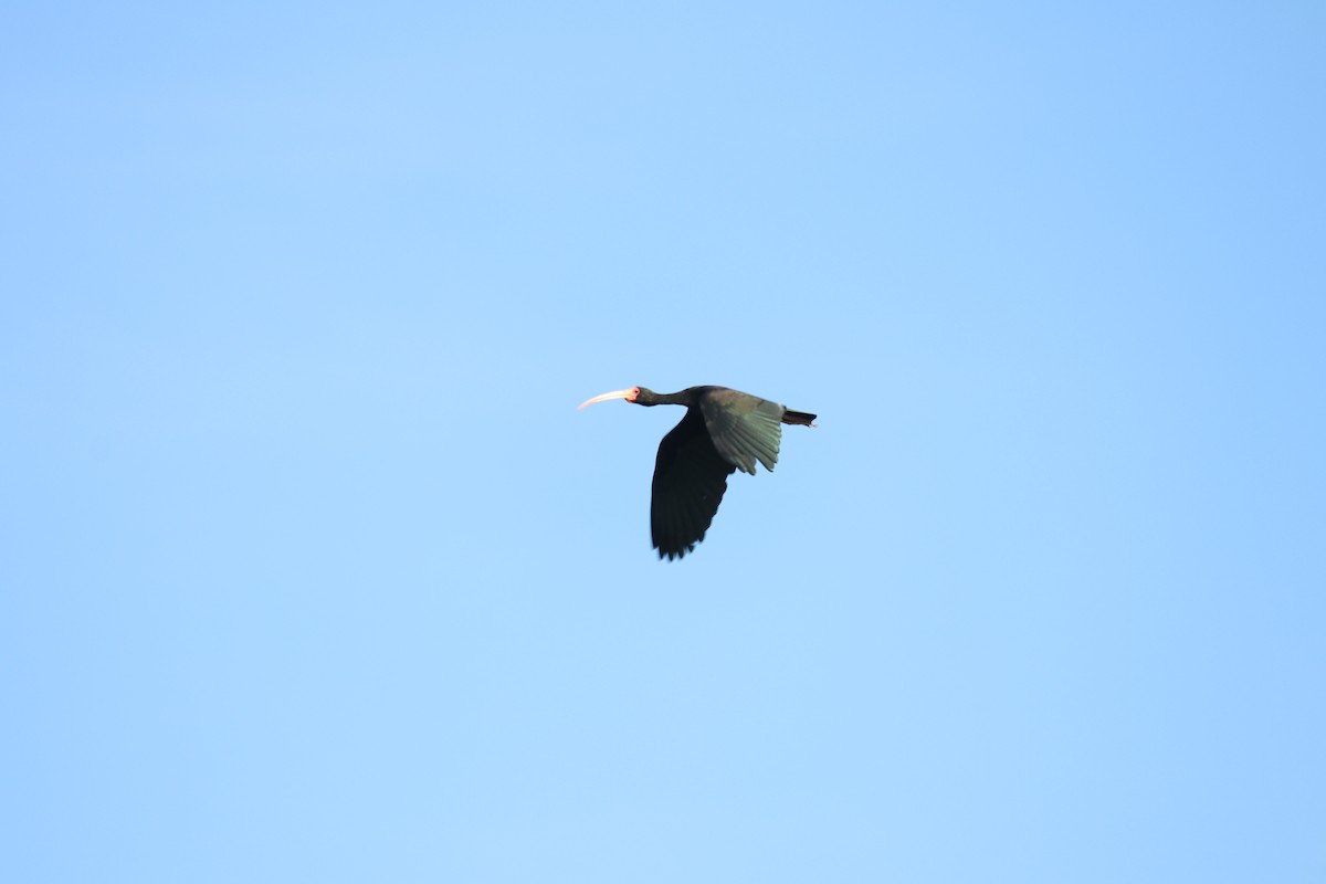 ibis tmavý - ML620443735