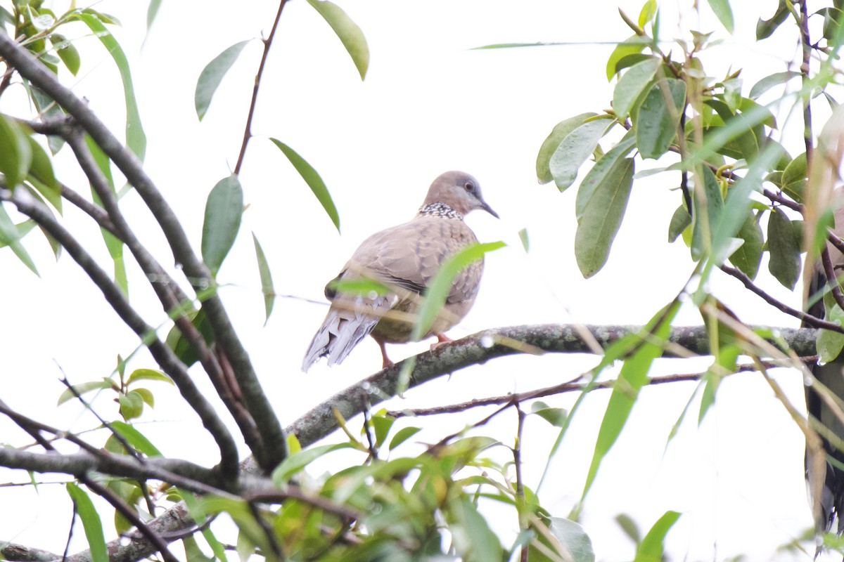 Spotted Dove - ML620443740