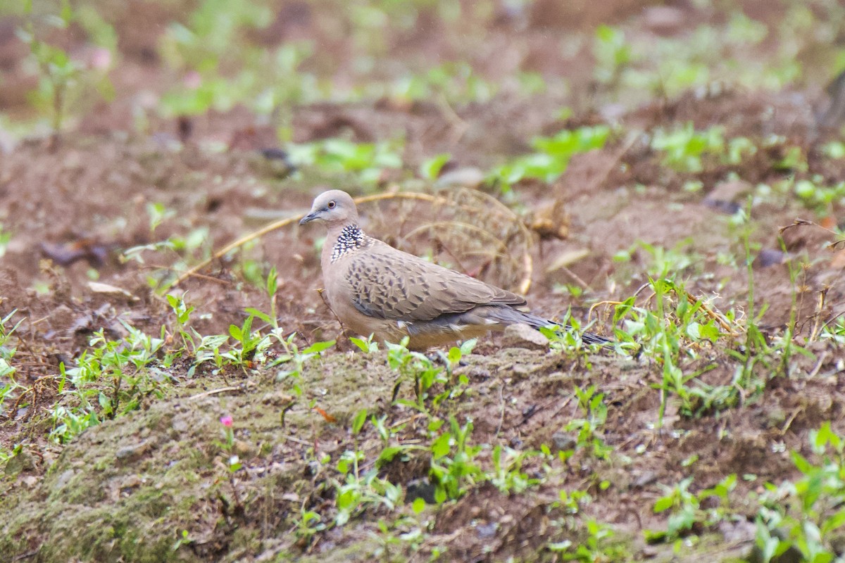 Spotted Dove - ML620443741