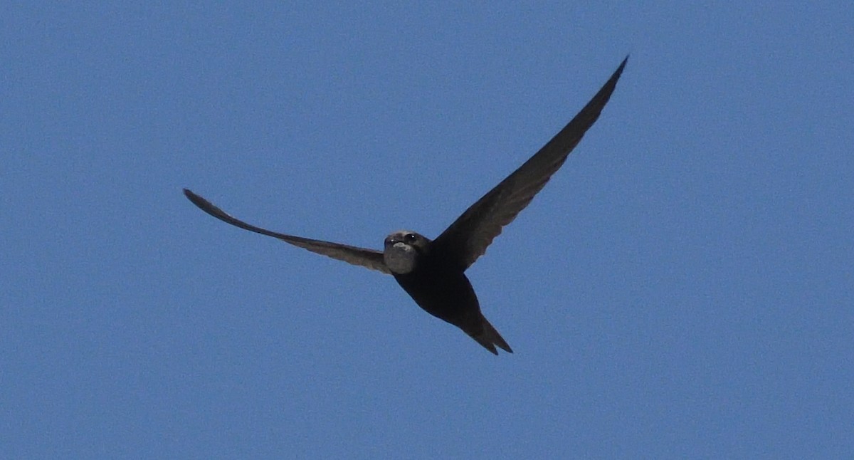 Common Swift - Alf forbes