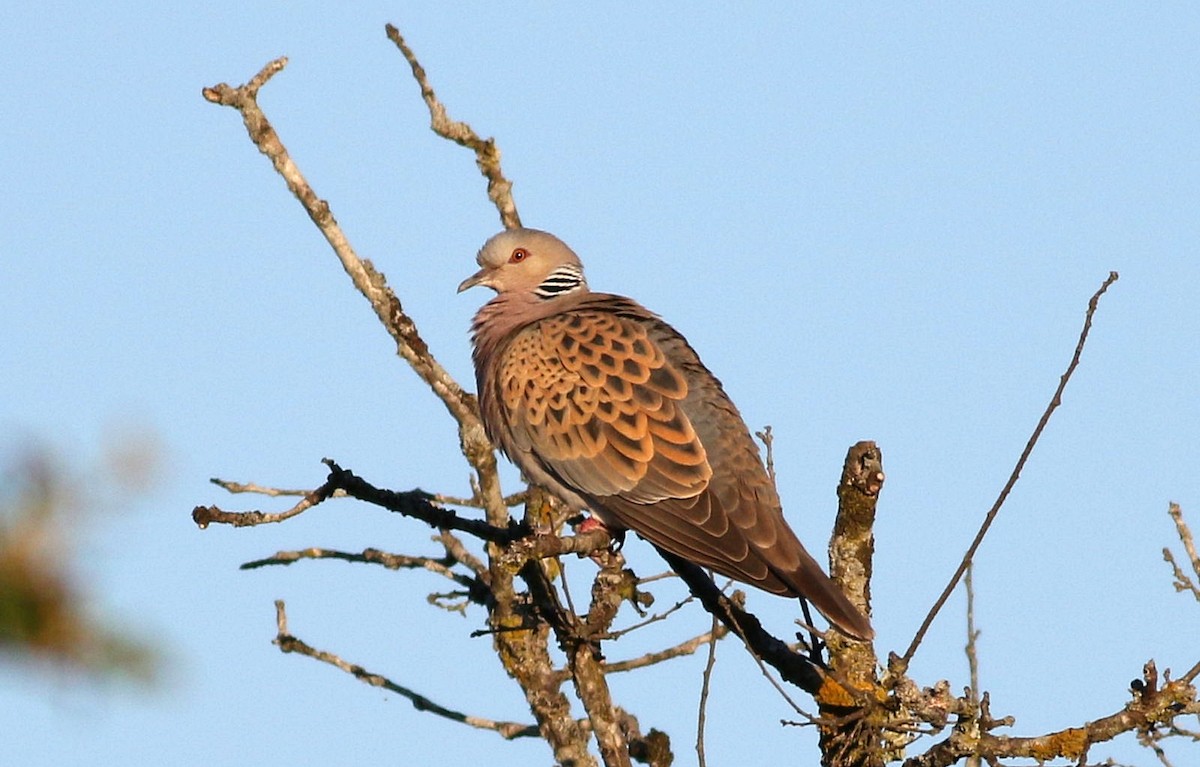 European Turtle-Dove - ML620443743