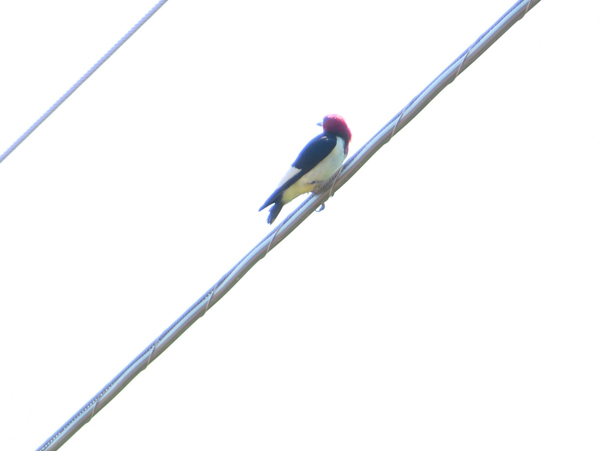 Red-headed Woodpecker - ML620443744