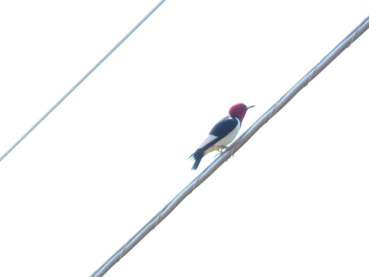 Red-headed Woodpecker - ML620443745