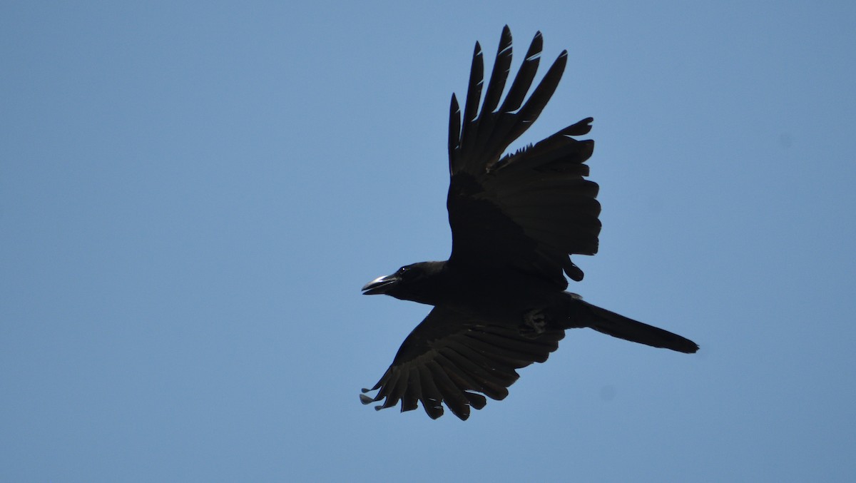 Large-billed Crow - ML620443746