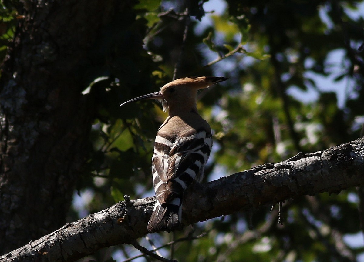 Eurasian Hoopoe - ML620443748