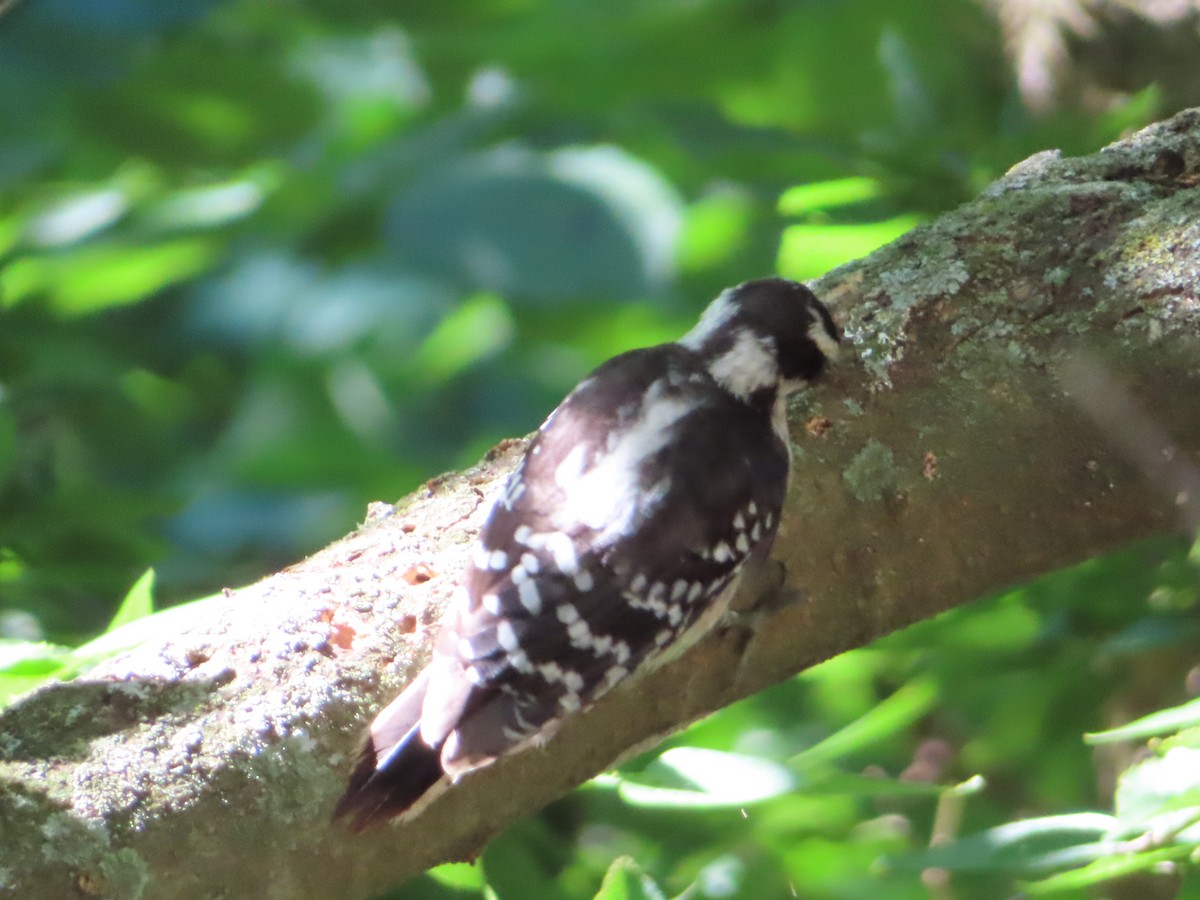 Downy Woodpecker - ML620443753