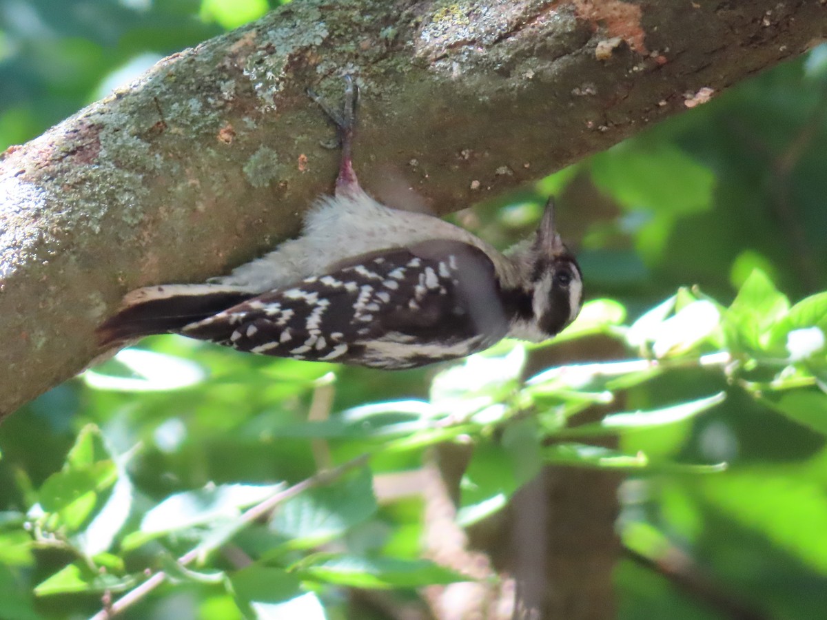 Downy Woodpecker - ML620443754