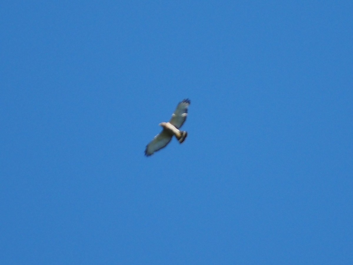 Broad-winged Hawk - ML620443755
