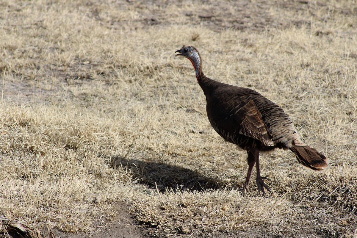 Wild Turkey - ML620443758