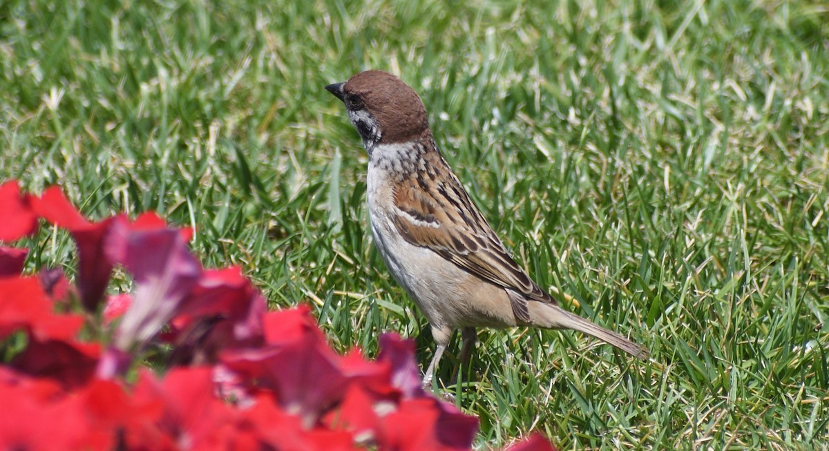 Eurasian Tree Sparrow - ML620443759