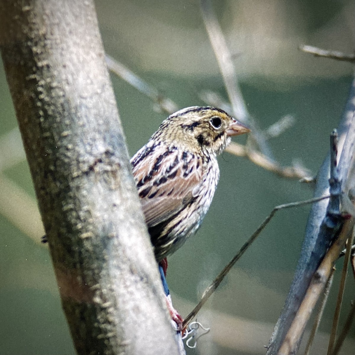 Henslow's Sparrow - ML620443761