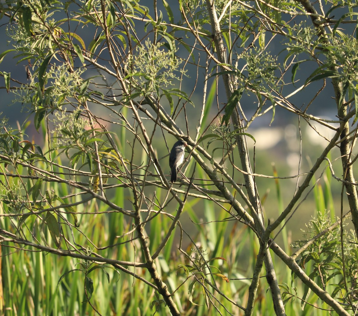 White-bellied Seedeater - ML620443762