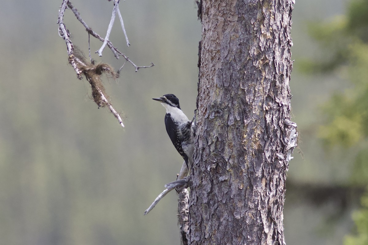 Black-backed Woodpecker - ML620443766