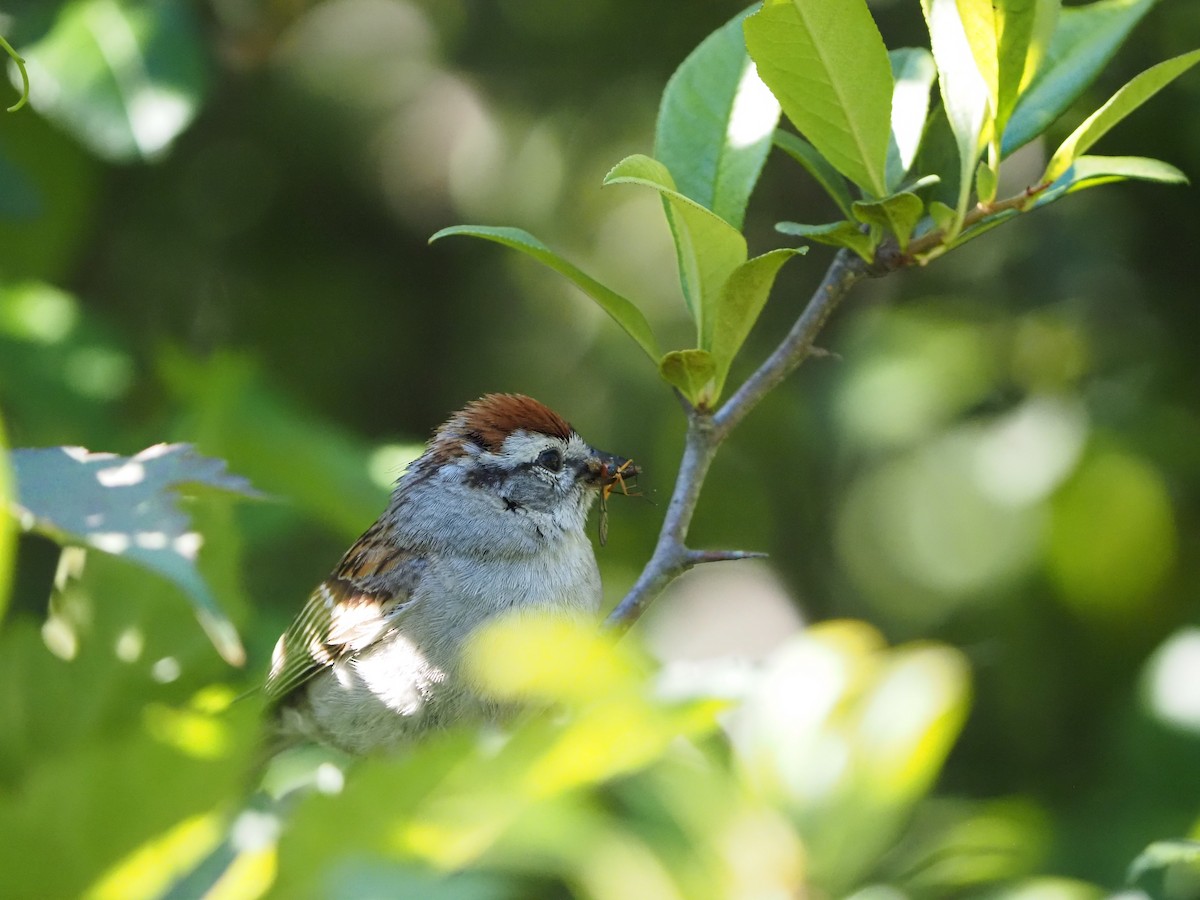 Chipping Sparrow - ML620443770