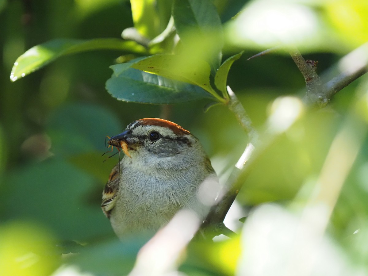 Chipping Sparrow - ML620443772