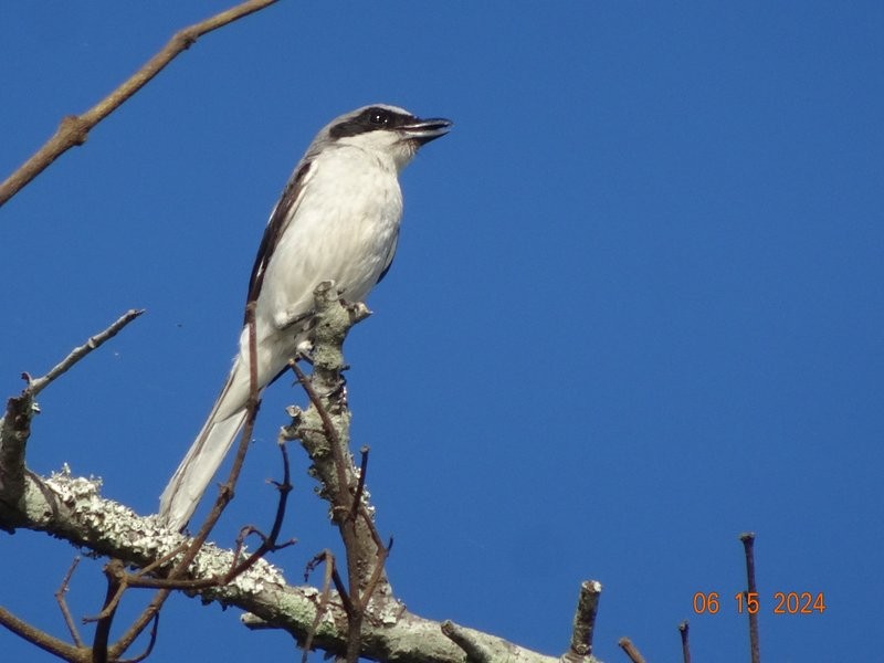 Loggerhead Shrike - ML620443773