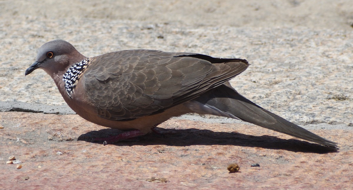 Spotted Dove - ML620443775