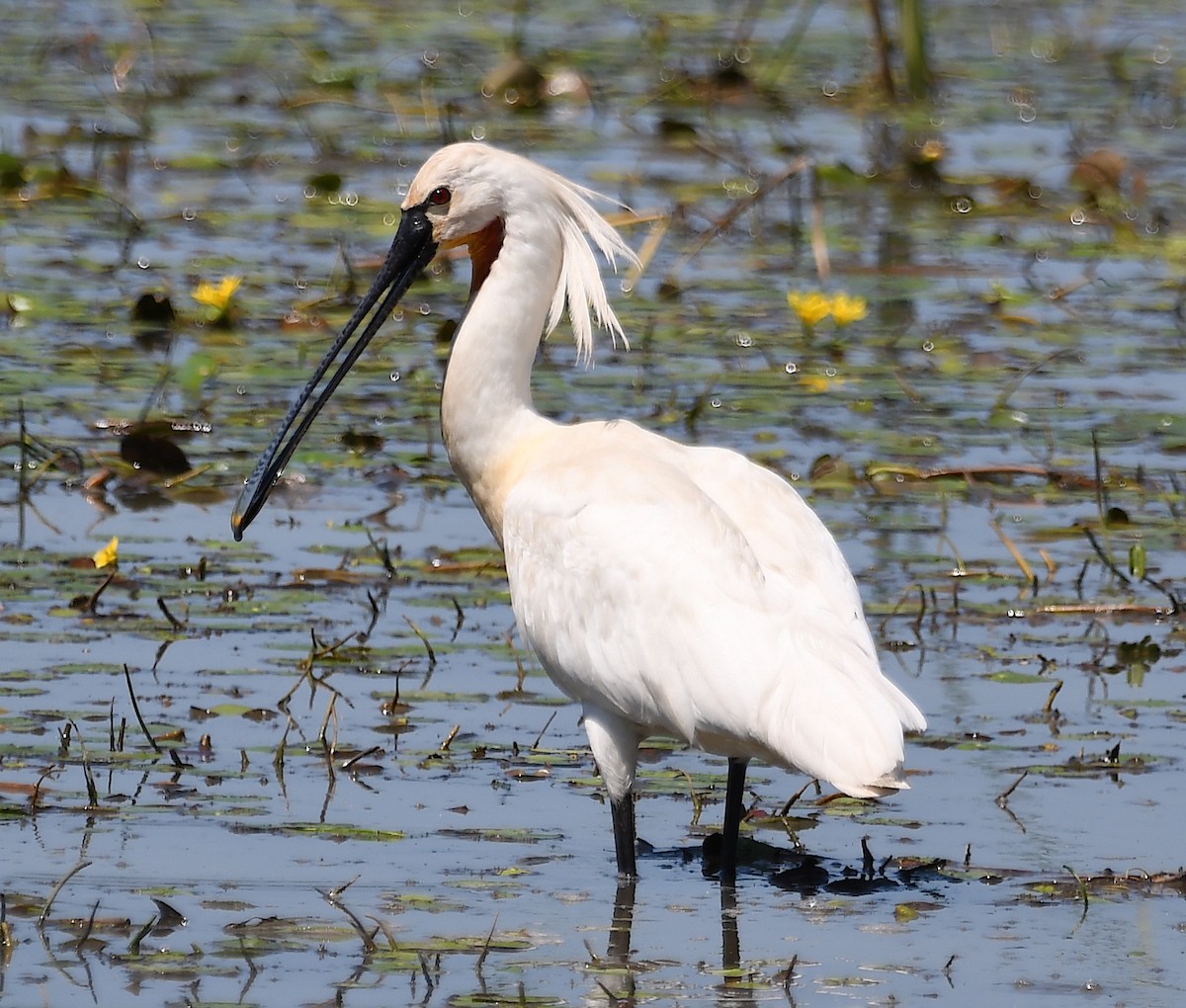 Eurasian Spoonbill - Василий Калиниченко