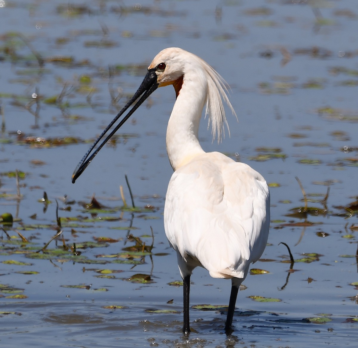 Eurasian Spoonbill - ML620443778