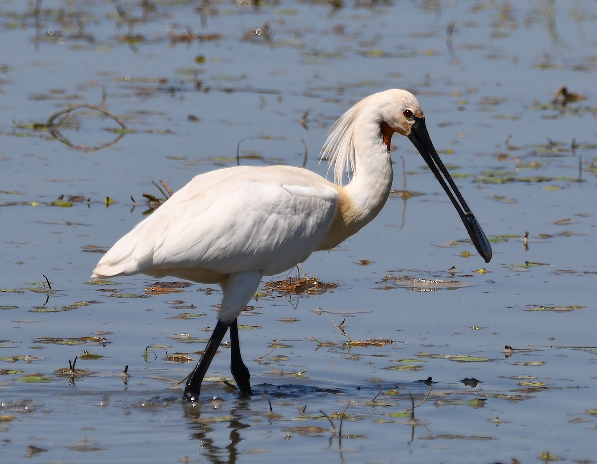 Eurasian Spoonbill - Василий Калиниченко