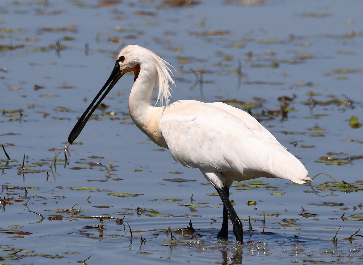 Eurasian Spoonbill - ML620443780