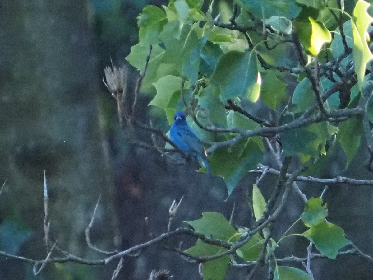 Indigo Bunting - ML620443785