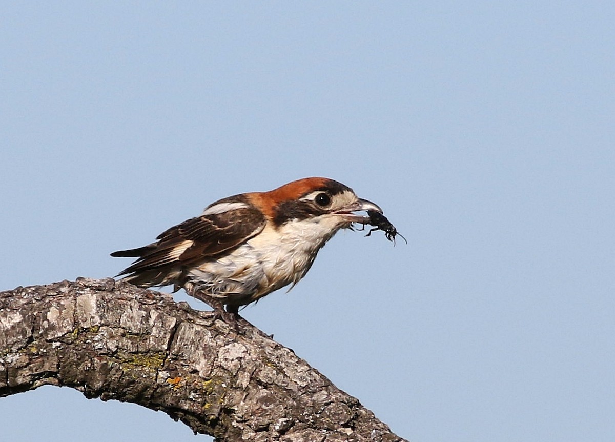 Pie-grièche à tête rousse - ML620443789